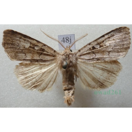 Coenophila subrosea (Stephens, 1829) Czech48j